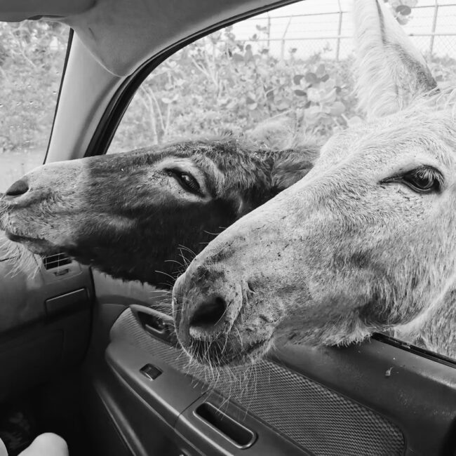 Oplus_131072 Geven zonder verwachtingen