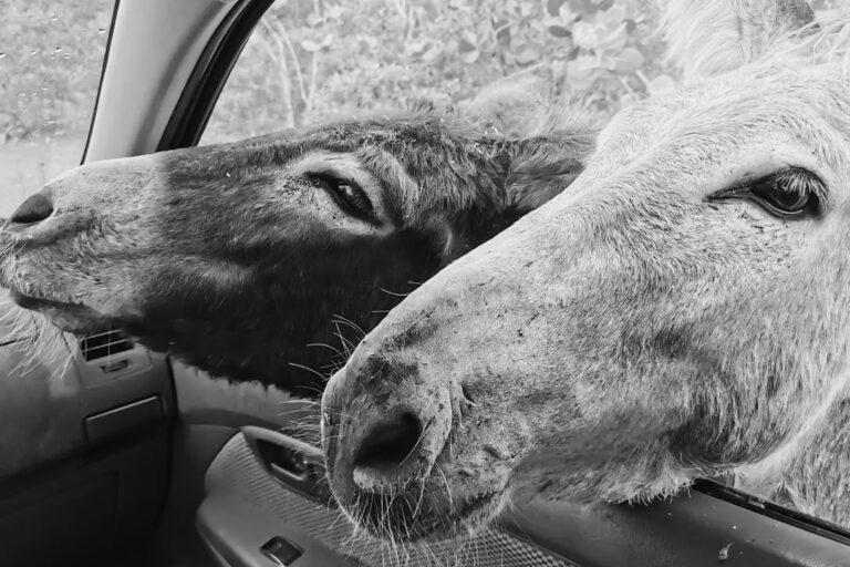 Geven zonder verwachtingen